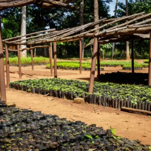 Plant trees in Uganda