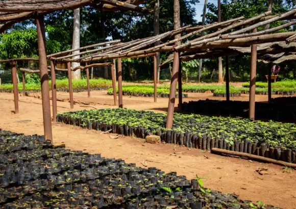 Plant trees in Uganda